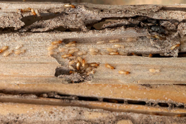 Best Pest Prevention Services  in Austintown, OH